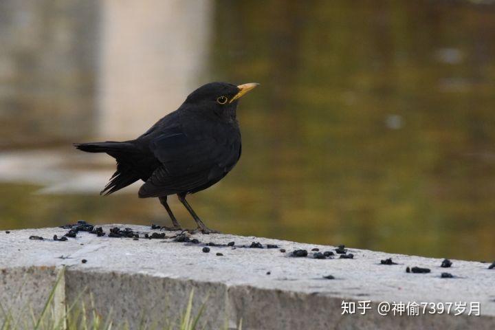 鸫科鸟类: 乌鸫 (Turdus merula),唯一喜欢在你家附近筑巢的鸟 - 知乎
