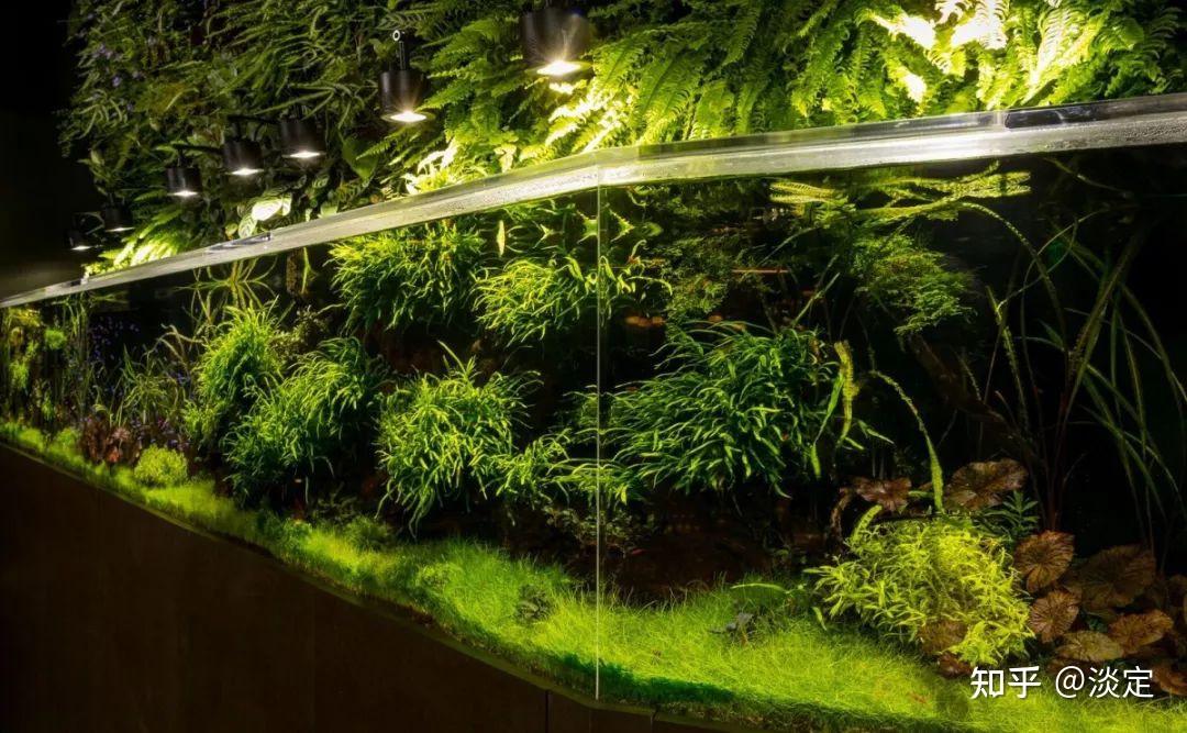 高科技公司的高科技草缸带你看看亚马逊公司办公楼的水草造景