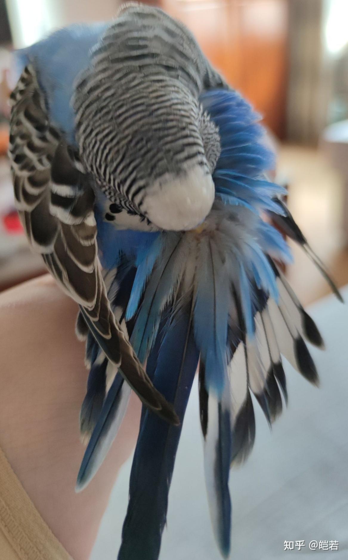 虎皮鹦鹉可爱可耐