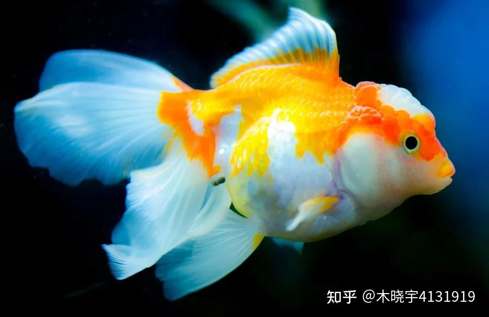 家中養魚必須要注意的風水要訣