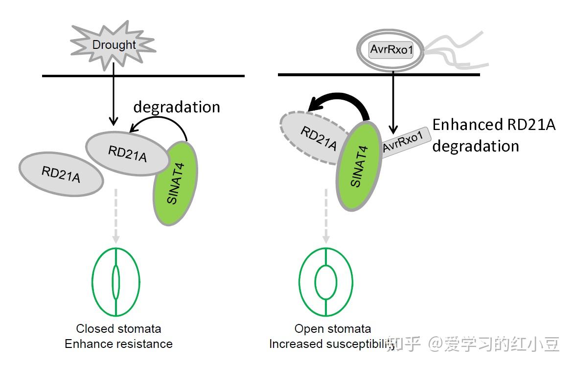 jexpbot拟南芥sinat4调控rd21a参与干旱诱导的对细菌的抗性