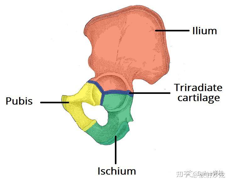注 三角软骨是位于髂骨