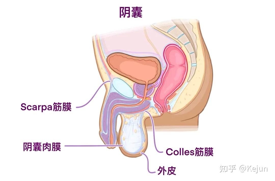 人体解剖学基础