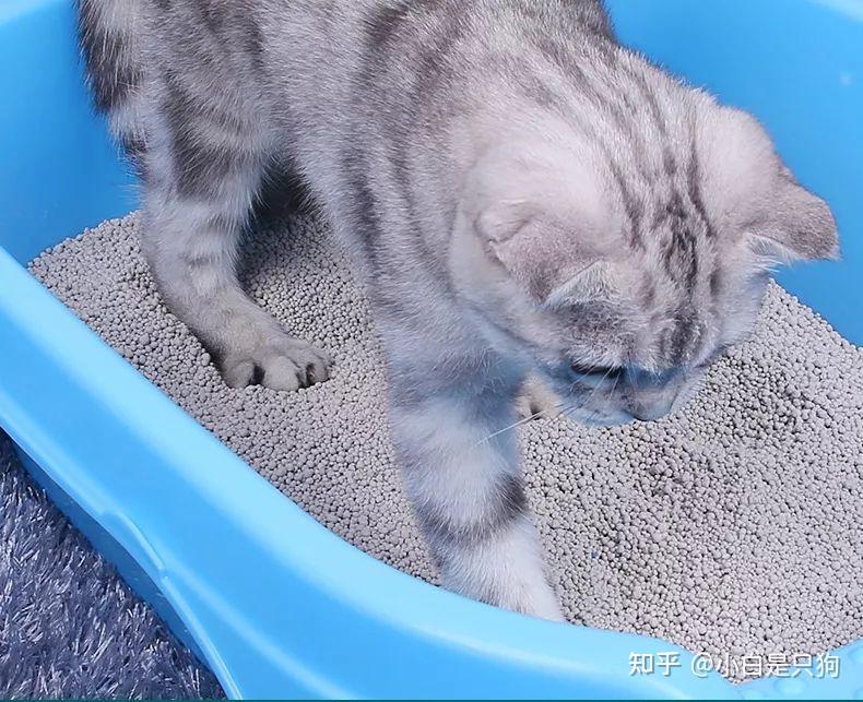 在猫咪眼里，你清理“猫砂盆”，它会有这些疑惑 知乎 