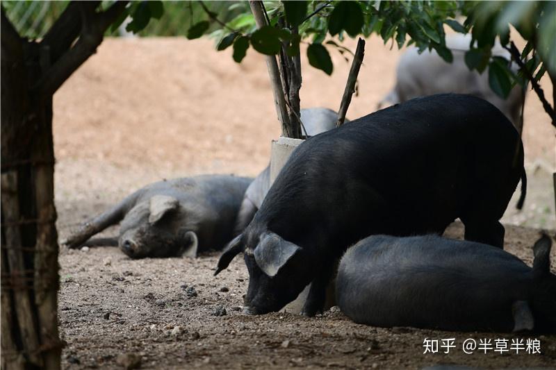 黑豬肉多少錢一斤閻溝黑黑豬