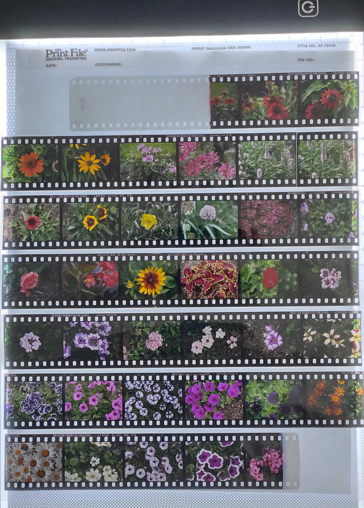 从拍摄到手冲到放弃：胶片入门指南