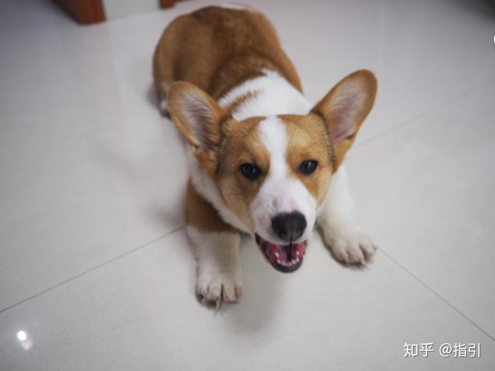 如何判断一只柯基是否失格呢?如果三通不是标