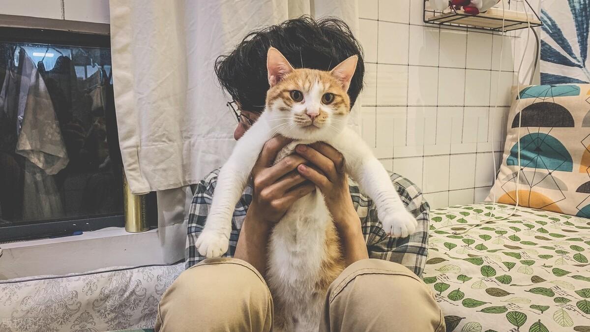 很多人在抱猫的时候,都只是托着喵星人两只前爪,然后把猫拎起来,让喵