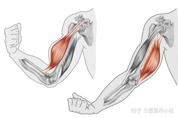 错误动作模式肘关节没有伸直肩胛骨没有夹紧引起疼痛原因原本应该依靠