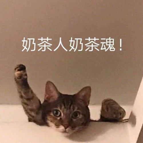 熊猫头喝奶茶表情包图片