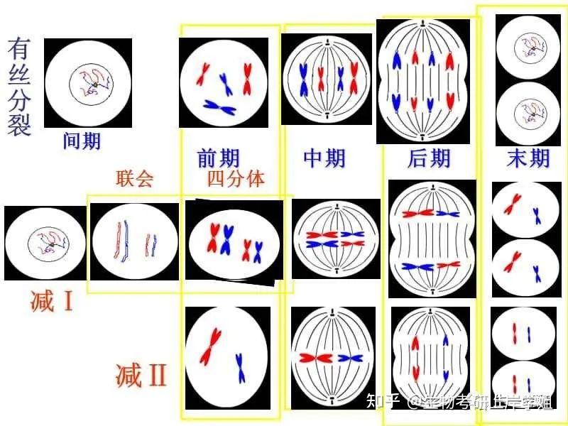 细胞增殖图解图片