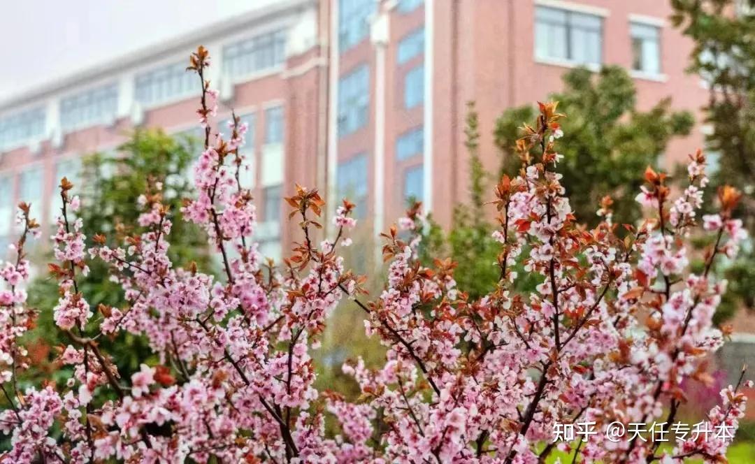 壁纸 花 桌面 1080_664