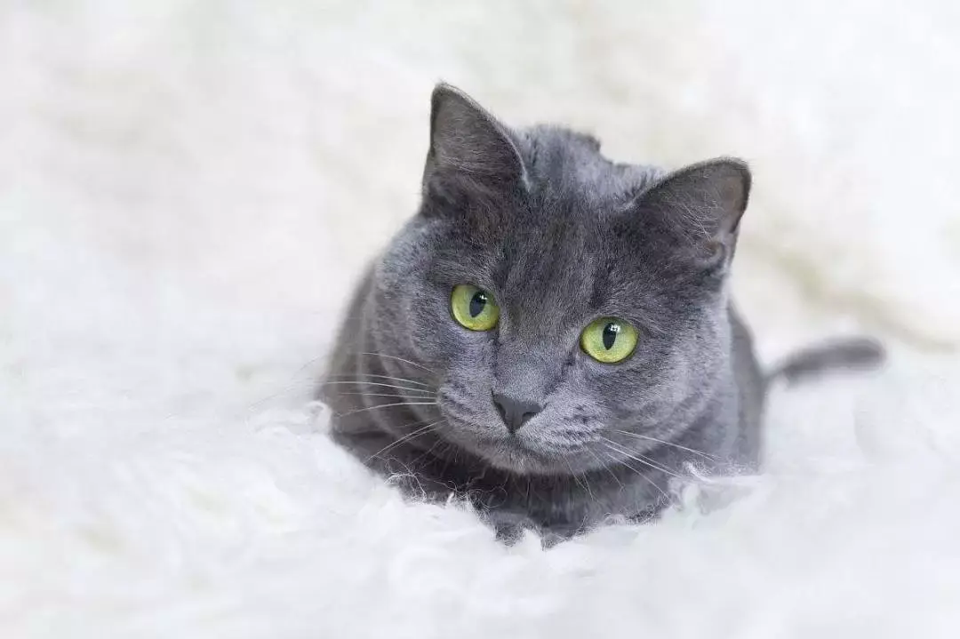 每日一宠俄罗斯蓝猫