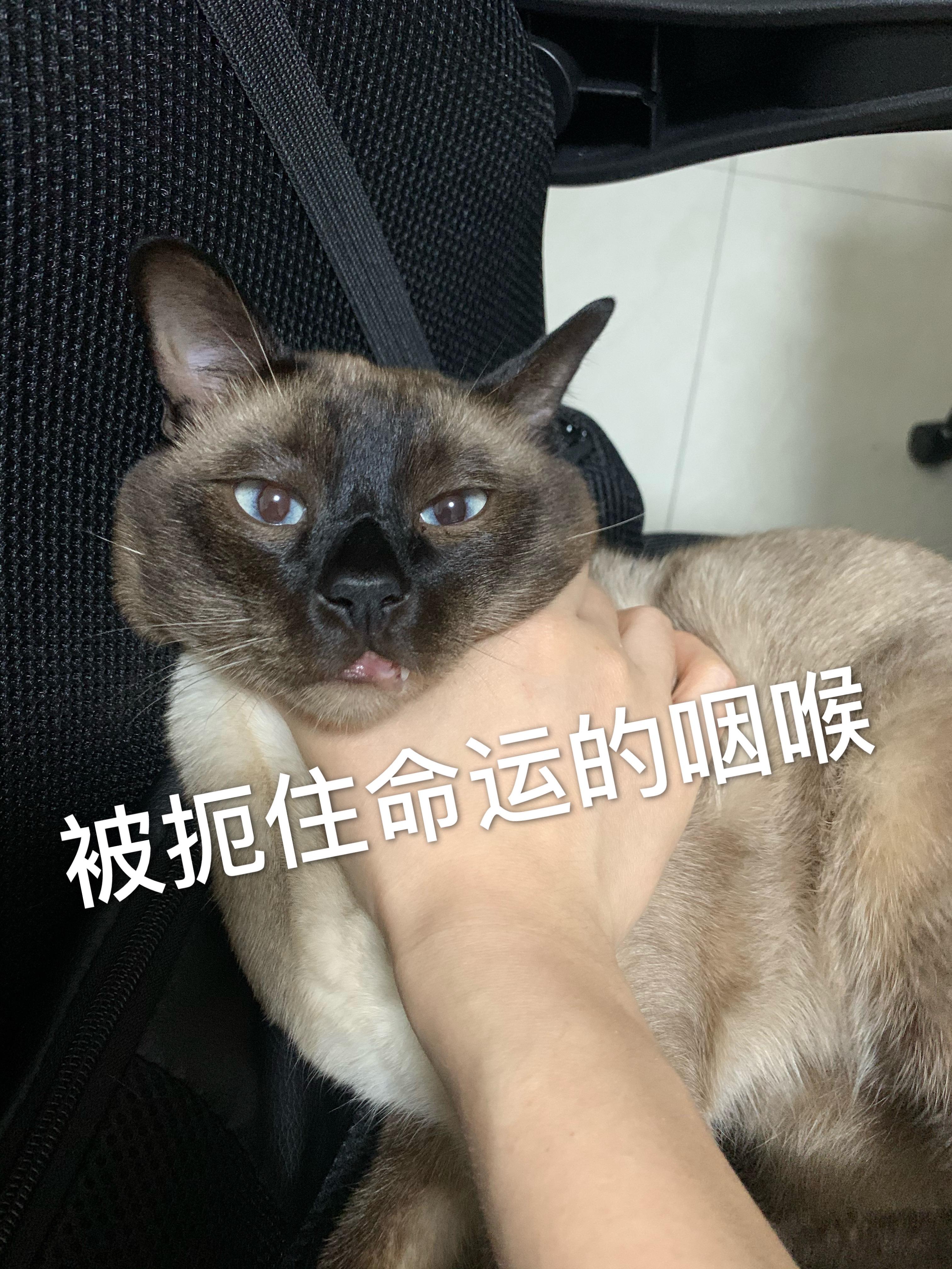 怎么快速除去猫尿味 v2-c77e841021de865b5ac82acf573ff99e_r.jpg