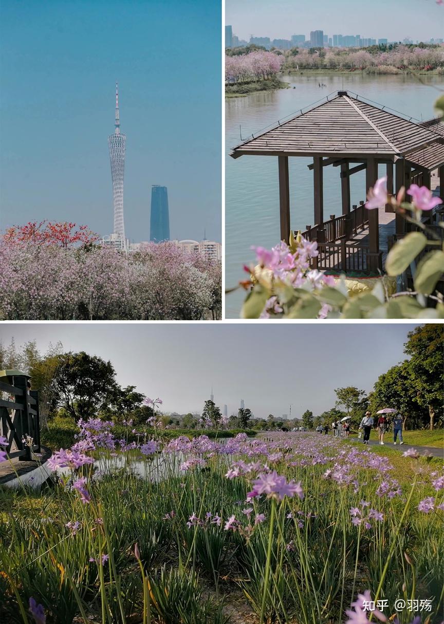 广州赏花必去的五个地方