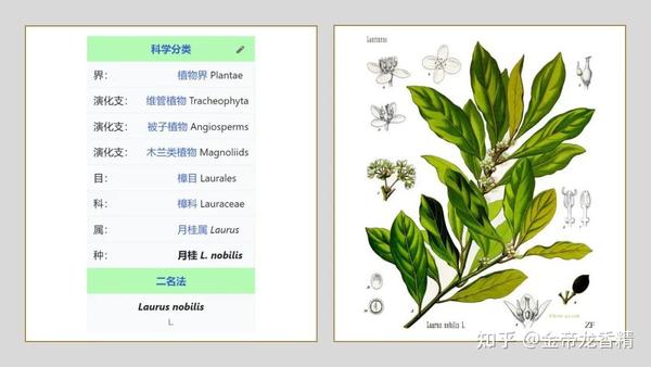 香精与香料(150)—月桂 - 知乎