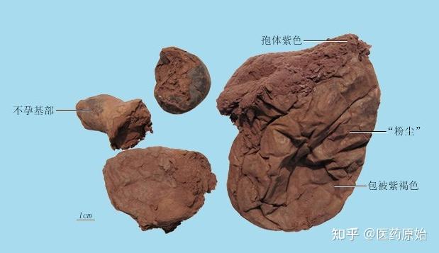 马勃药材紫色马勃紫色马勃呈陀螺形,或已压扁呈扁圆形,直径5～12cm