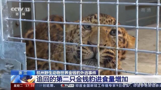 杭州动物园3只金钱豹逃脱6人获刑这是咋情况