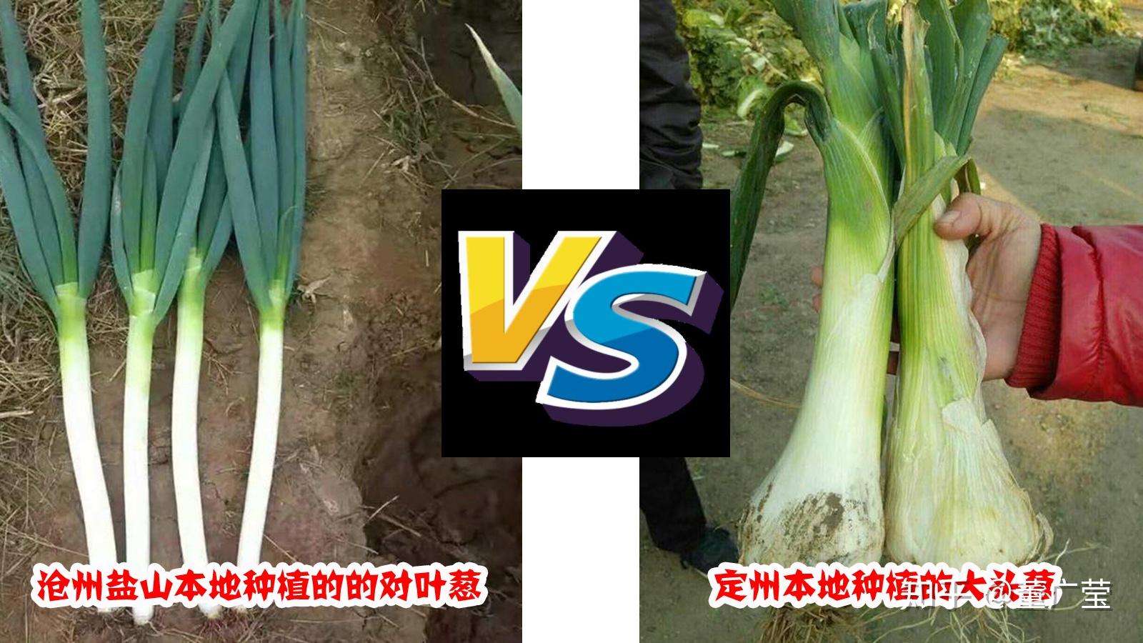 细香葱-中国蔬菜作物-图片