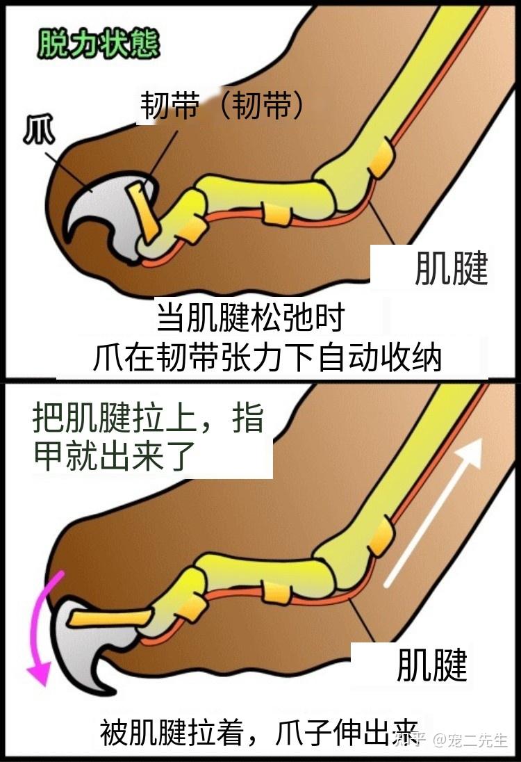 猫咪指甲结构示意图图片