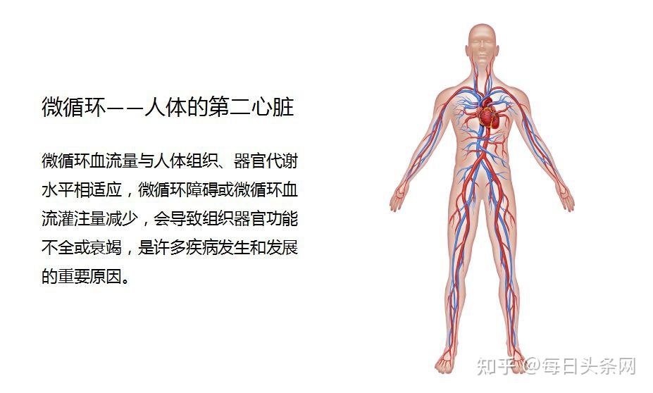 珍奥健康小课堂丨微循环是人体的第二心脏,可能会拉响健康警报!