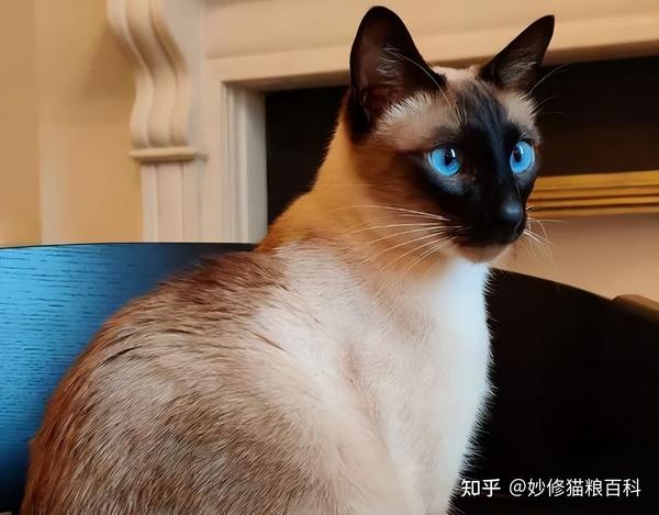 暹罗猫:堪称最忠诚的猫,养一只不后悔 - 知乎