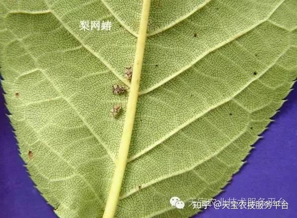 刺吸式口器害虫高清图谱惊爆了