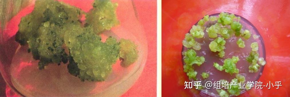 组培大讲堂之植物离体繁殖