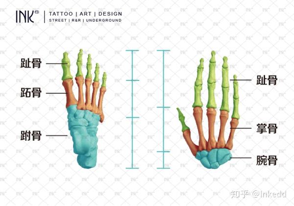 Inked · 南录要术 | 艺用人解:足骨 - 知乎