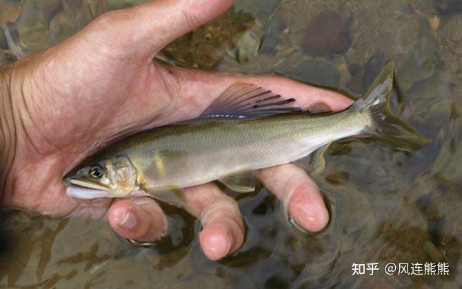 常見養殖淡水魚不定期更新和補充