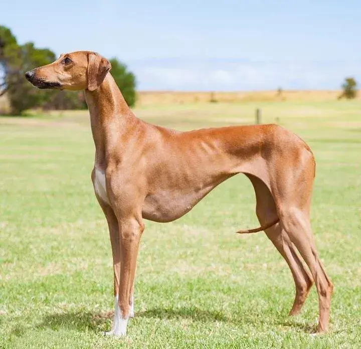 每日一宠阿扎瓦克犬