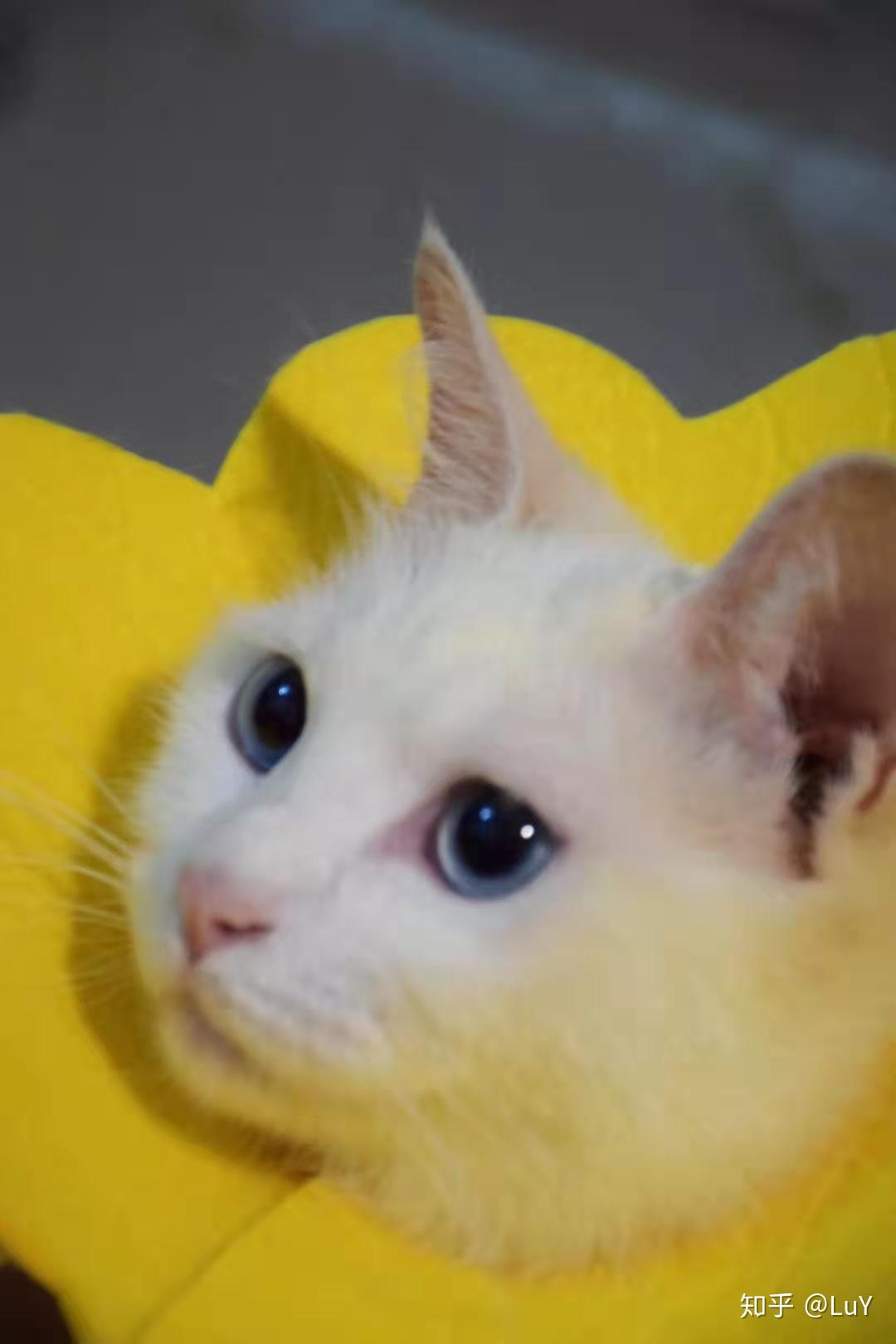 刚出生没多久的小奶猫怎么养?