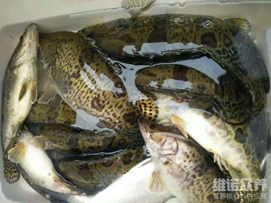 桂鱼饲料养殖配方桂鱼是常见鱼类之一,桂鱼的营养价值很高,而且肉质鲜