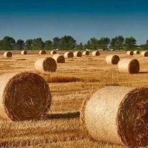 什么时候开始不准烧秸秆 v2-c7ea4fdc8298f22b94abd1002e106daa_1440w.jpg?source=172ae18b