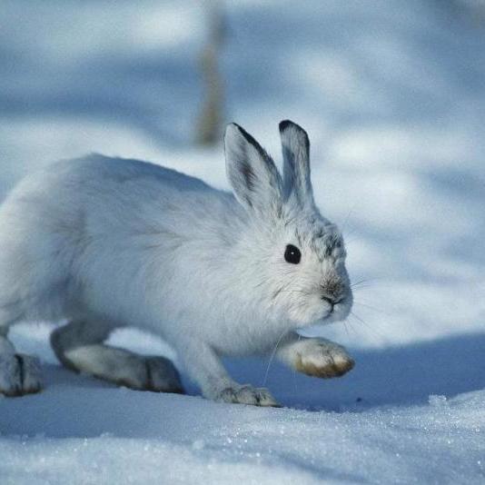 美洲雪兔