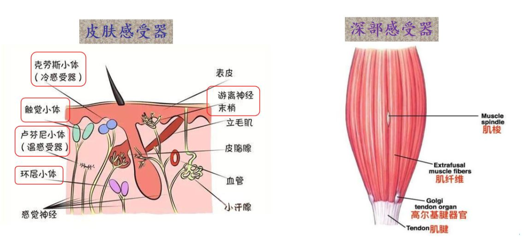 牵张反射生理意义图片