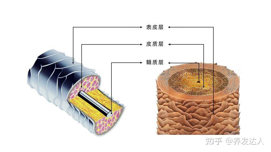作为丝域的养发师,我来分享下微观解剖头发丝的知识,带大家认清自己的