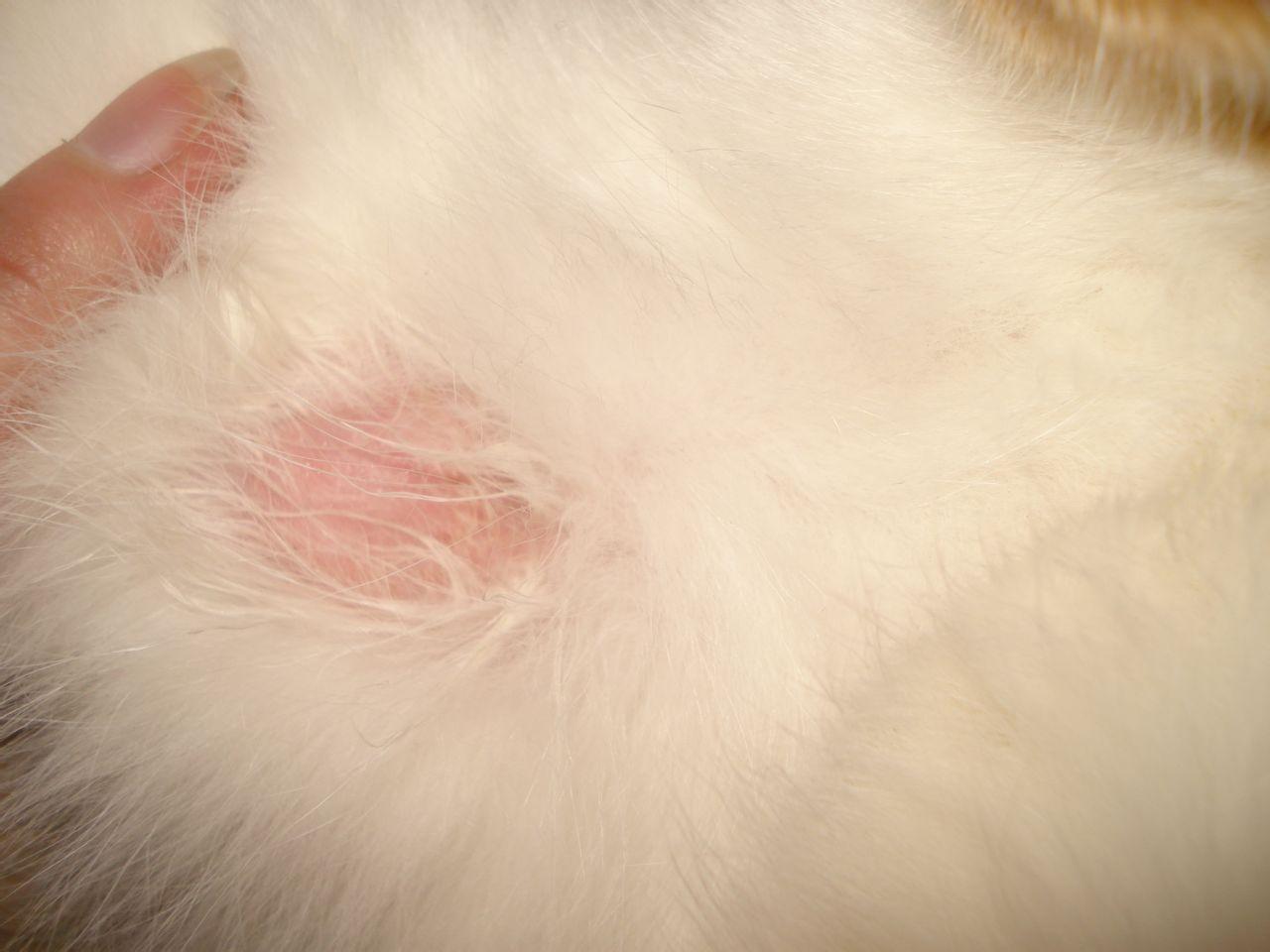 猫身上白色皮屑图片