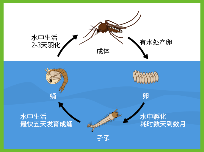 蚊子生长发育过程简图图片