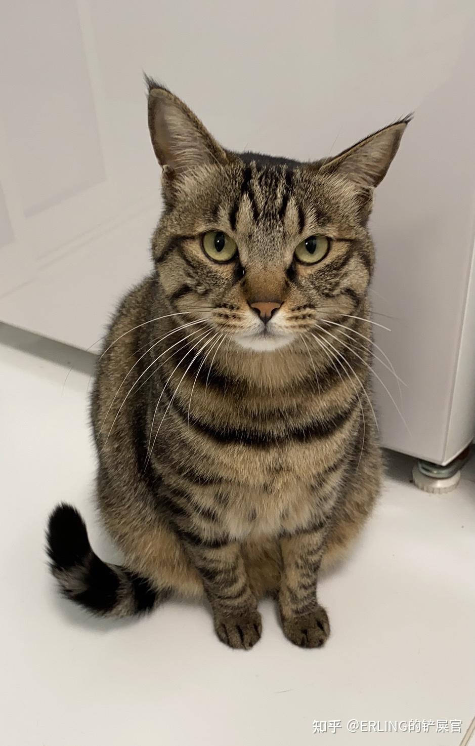 中国特有的狸花猫有多强大