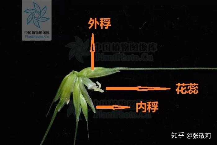 与水稻,玉米,狗尾草这些同样属于禾本科的植物一样,小麦的每朵花也没