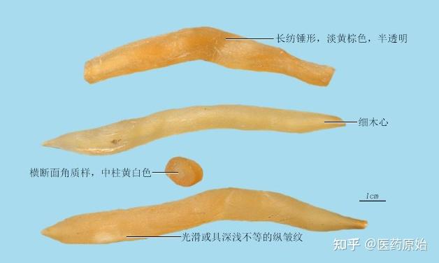 带你识别天冬 - 知乎