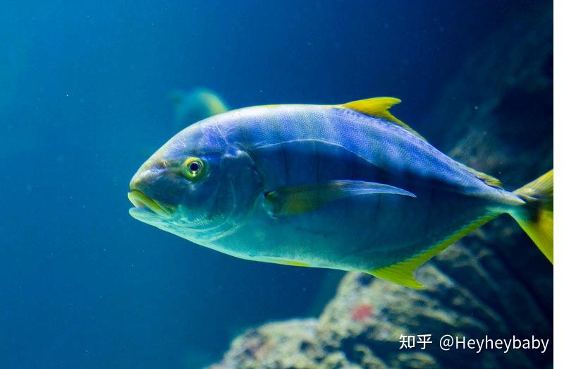 鲨鱼, 水族馆, 水, 大白鲨, 潜水(whale shark, shark, aquarium