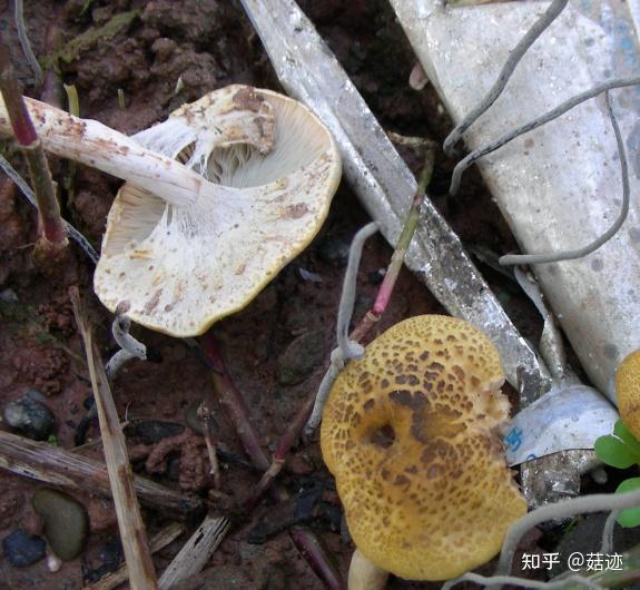 菇迹细鳞褐蘑菇