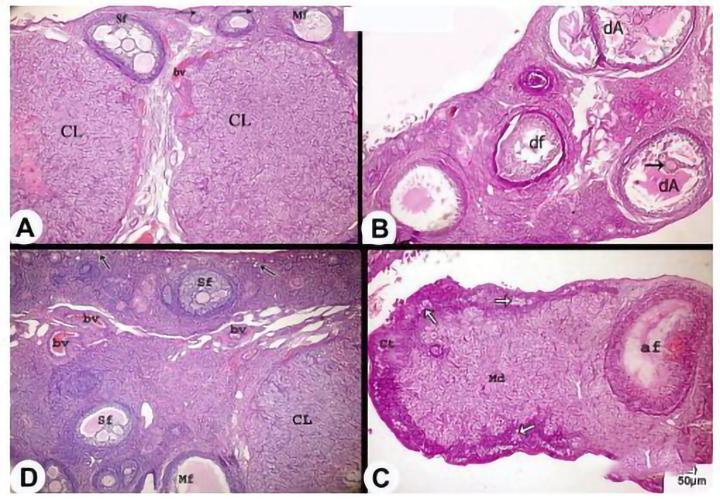 taa medical统恩的这篇,最全的干细胞治疗卵巢早衰,快看看吧