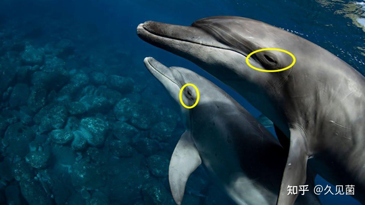 海豚雌性解剖图图片