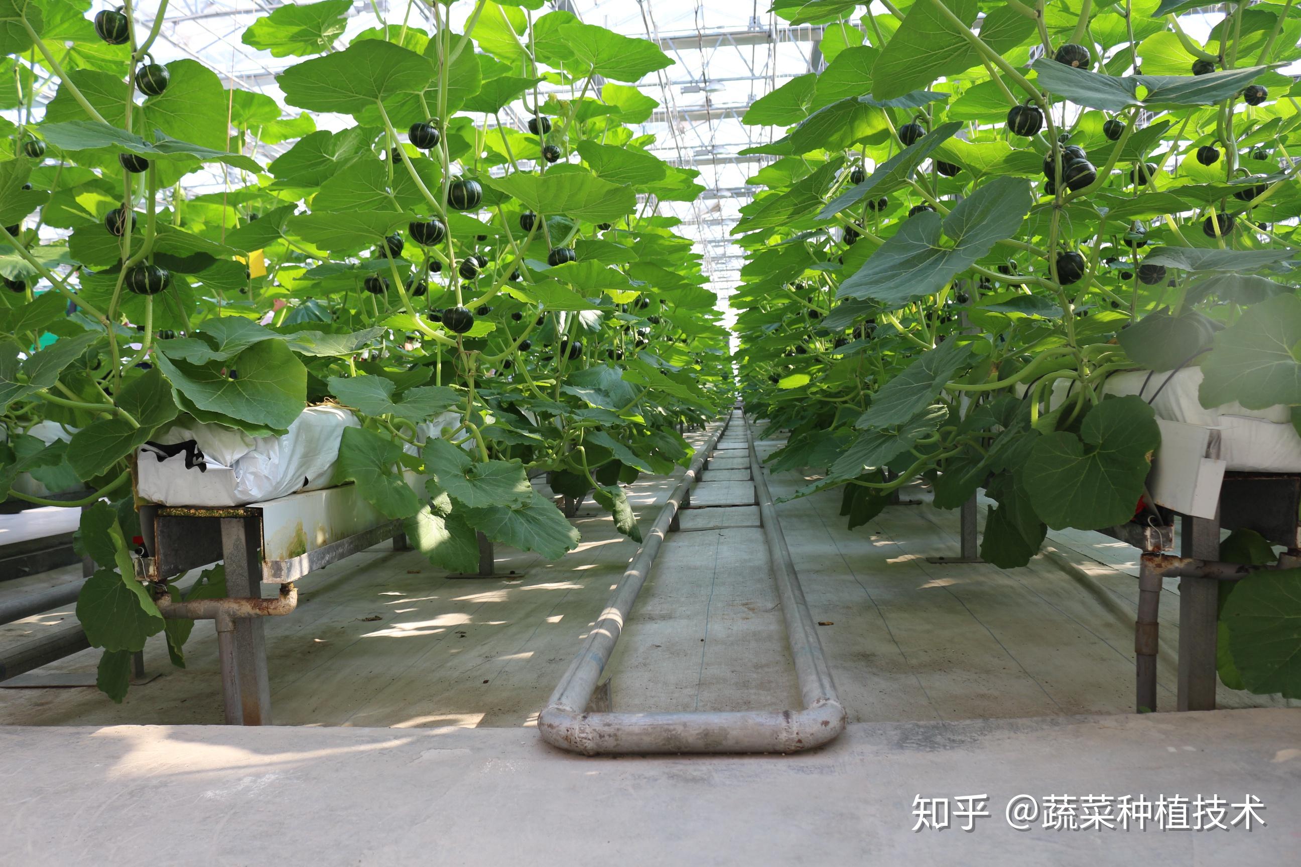 无土栽培水培及基质栽培的优势分析! - 知乎