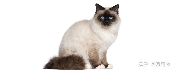 7,伯曼猫(birman)