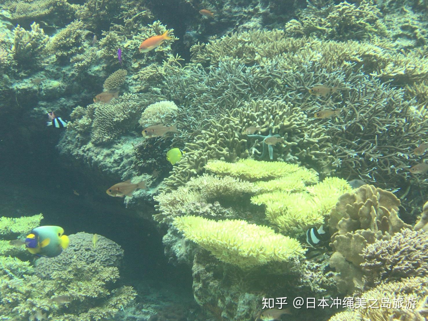 相约在日本冲绳：美丽海水族馆 Churaumi Aquarium ，一场与冲绳大海最漂亮的邂逅！ | Come On Lets Travel ...