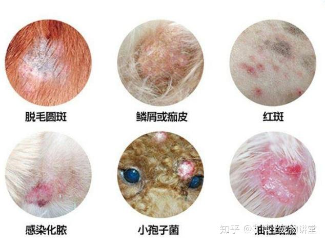 人犬猫共患传染性皮肤病猫癣的治疗和护理